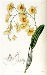 Dendrobium lindleyi (als syn. Dendrobium aggregatum)